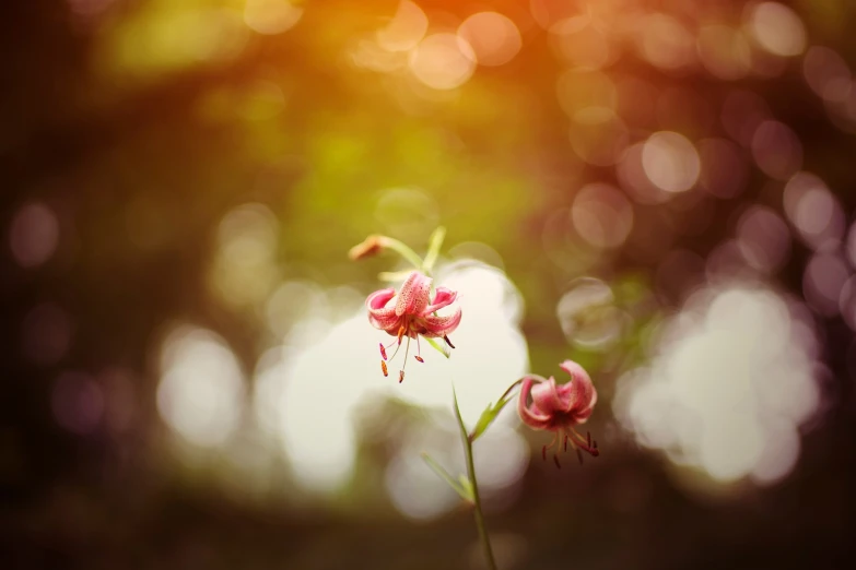 the red flowers are very attractive, they look like soing