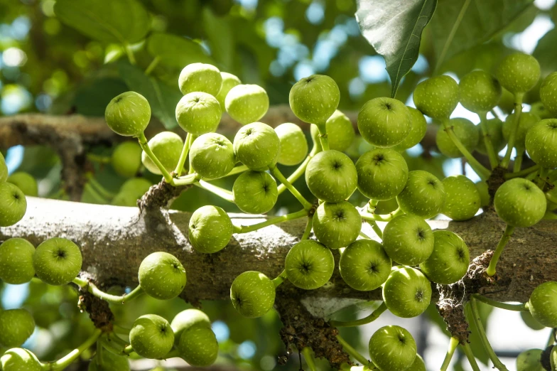 a bunch of green fruits growing in a tree