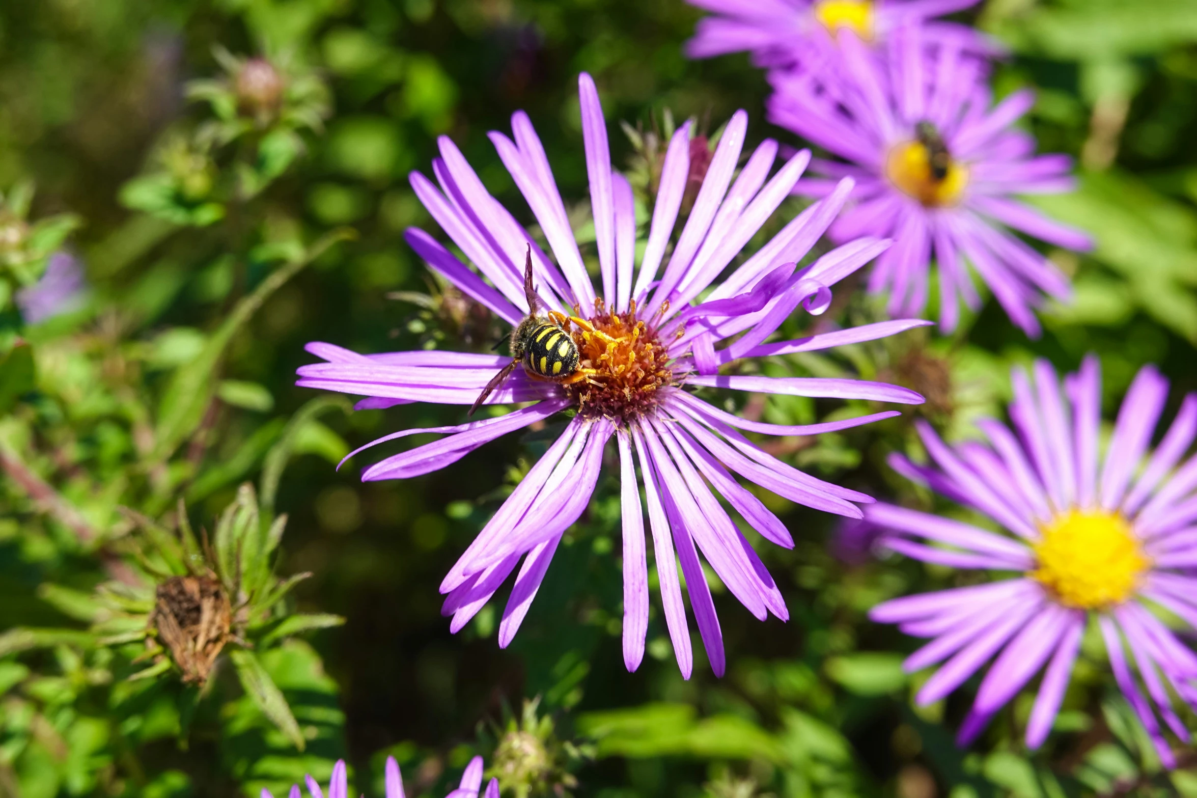 a beetle sitting on the center of a purple flower