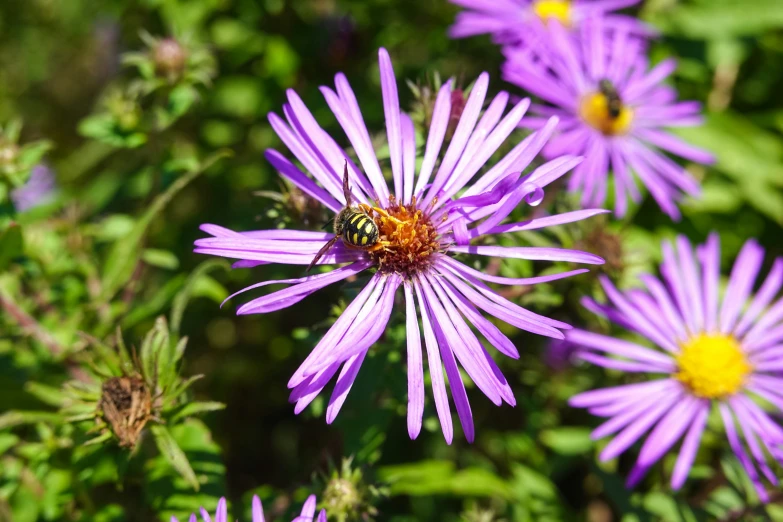 a beetle sitting on the center of a purple flower