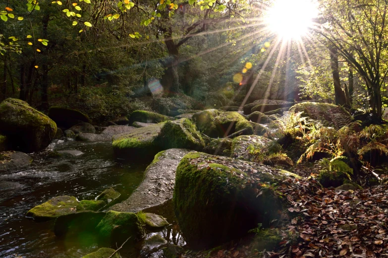 the sun shines brightly on a stream in the forest