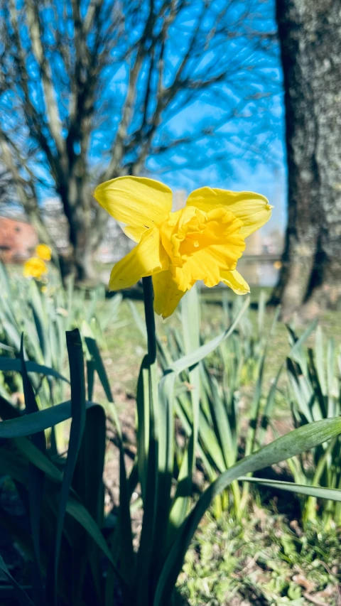 a close up of some yellow flowers with a tree in the background