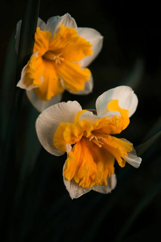 two yellow and white flowers sitting next to each other