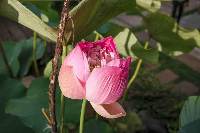 a couple of pink flowers hanging from the middle of a plant