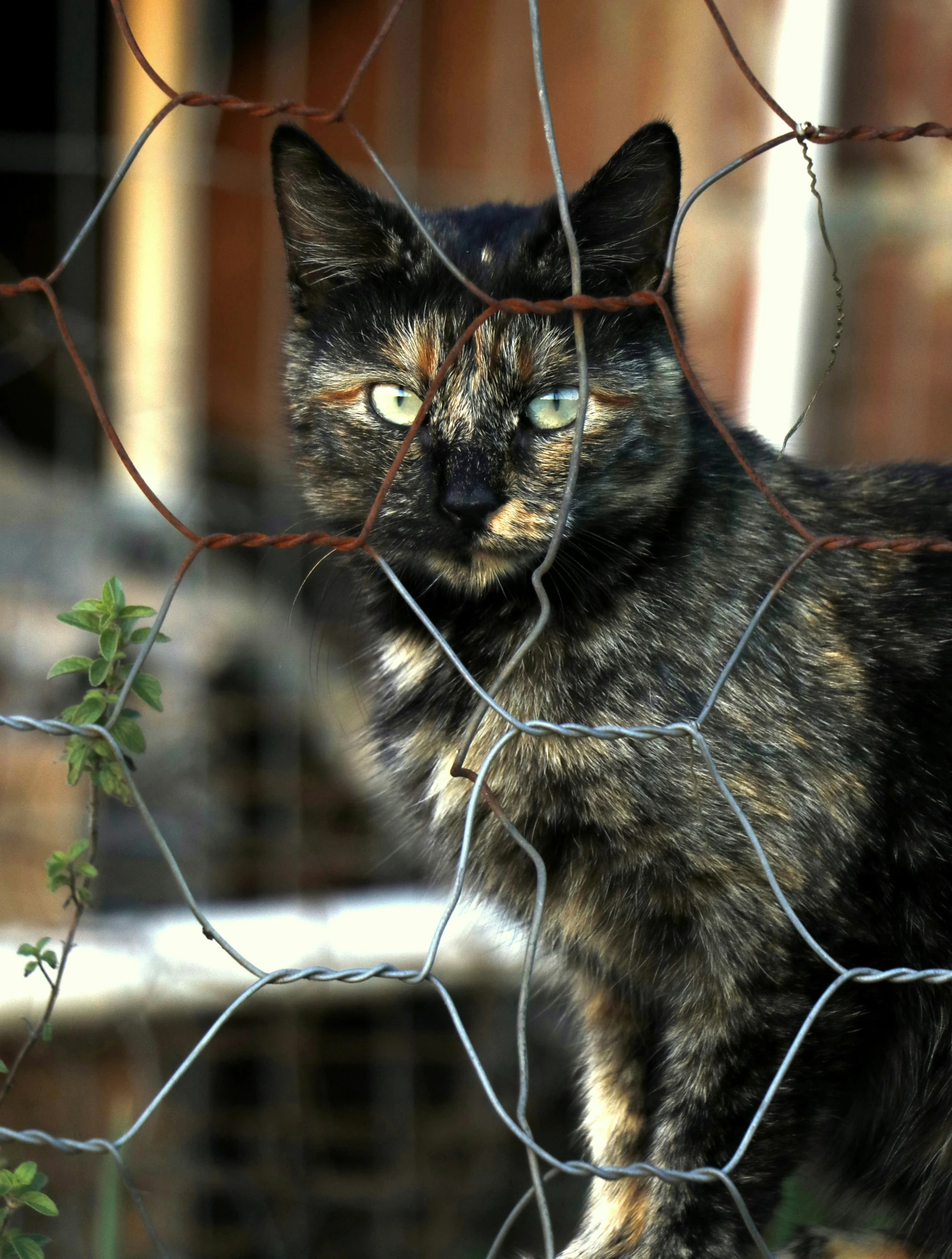 a cat looks out through the mesh fence