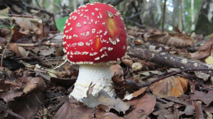 a big red mushroom on the ground in the forest