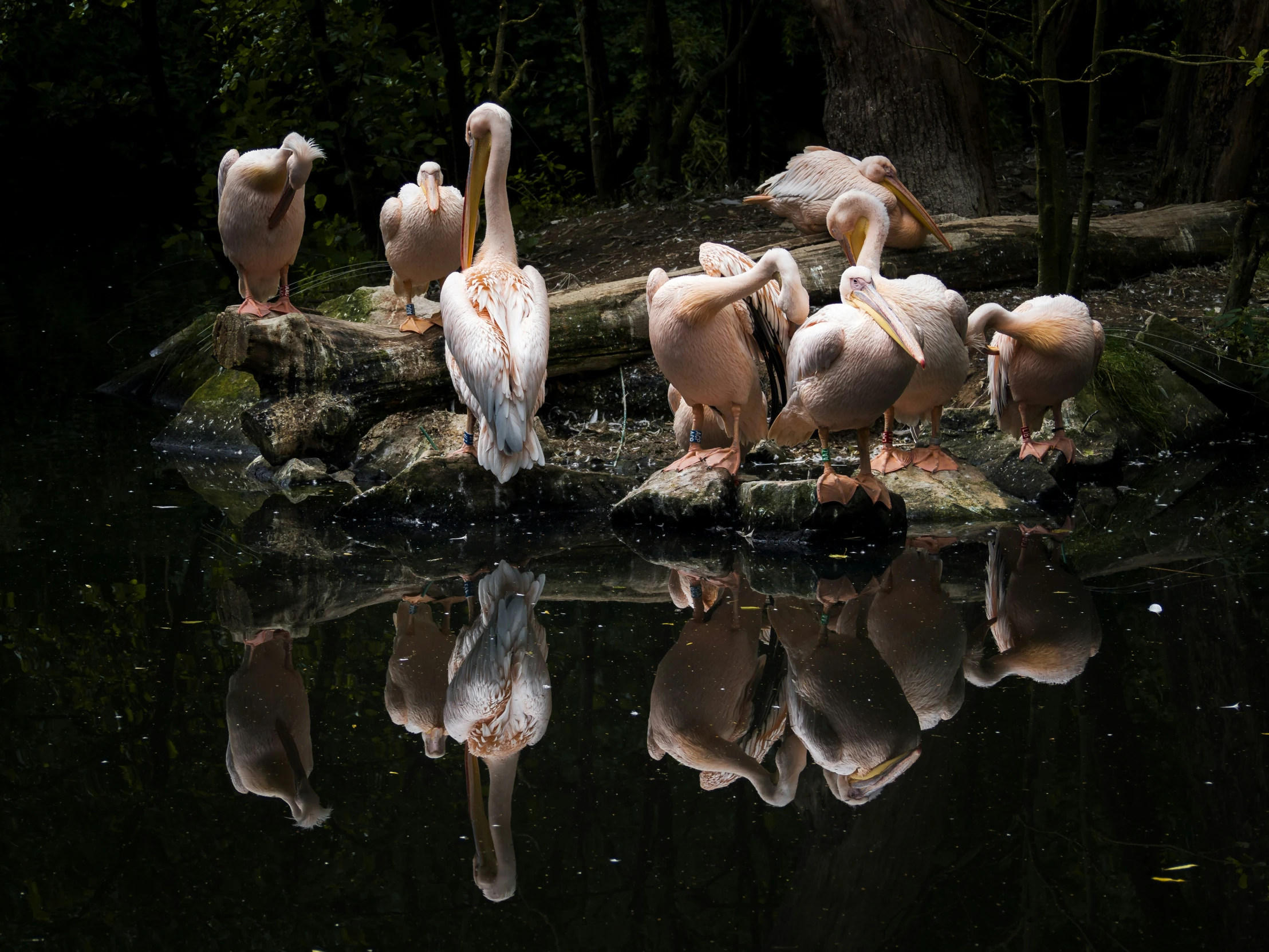 five birds standing around a log with water