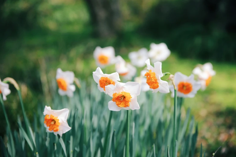 beautiful flowers growing in the garden with bright orange centers