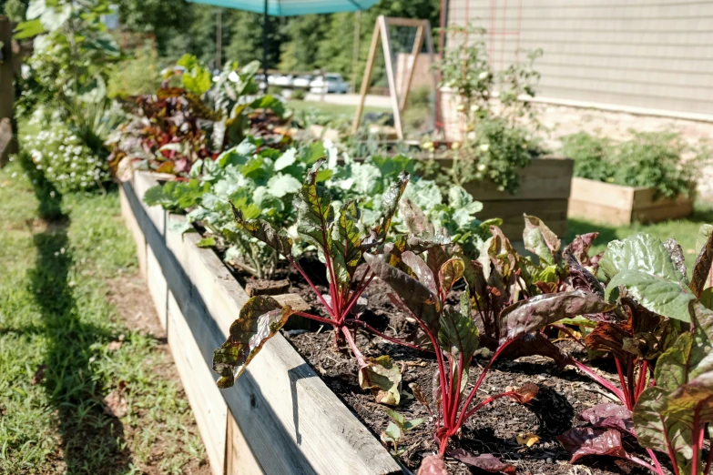 various plants planted in a large garden in a wooden raised box