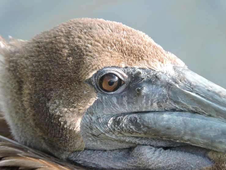 a close up of a bird with a big beak
