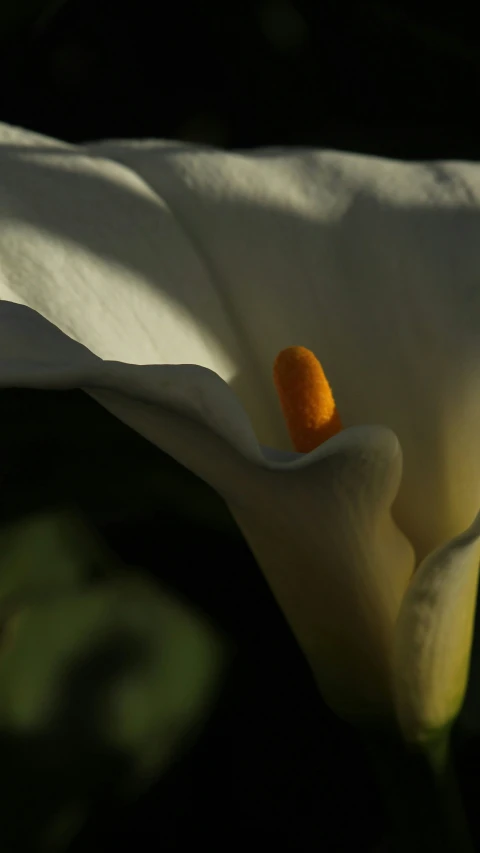 closeup of a white flower with bright orange center