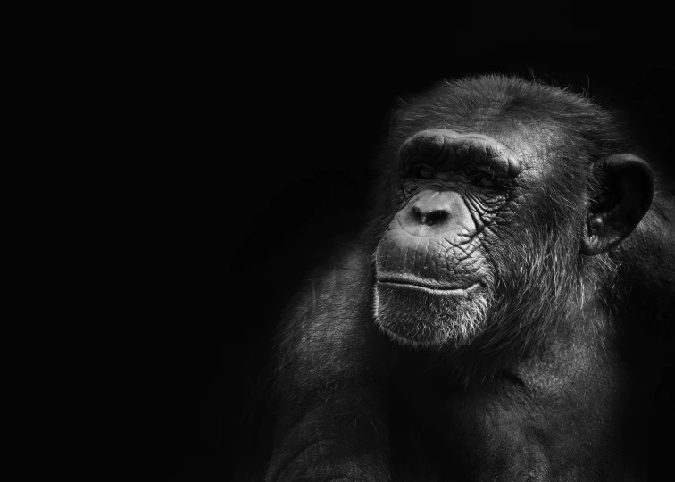 a close up po of a gorilla's face in the dark