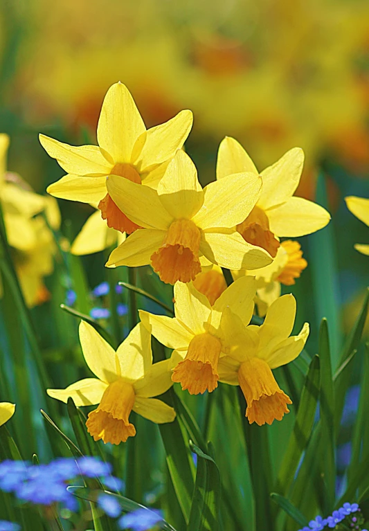 the beautiful yellow flowers stand out among the blue and white flowers