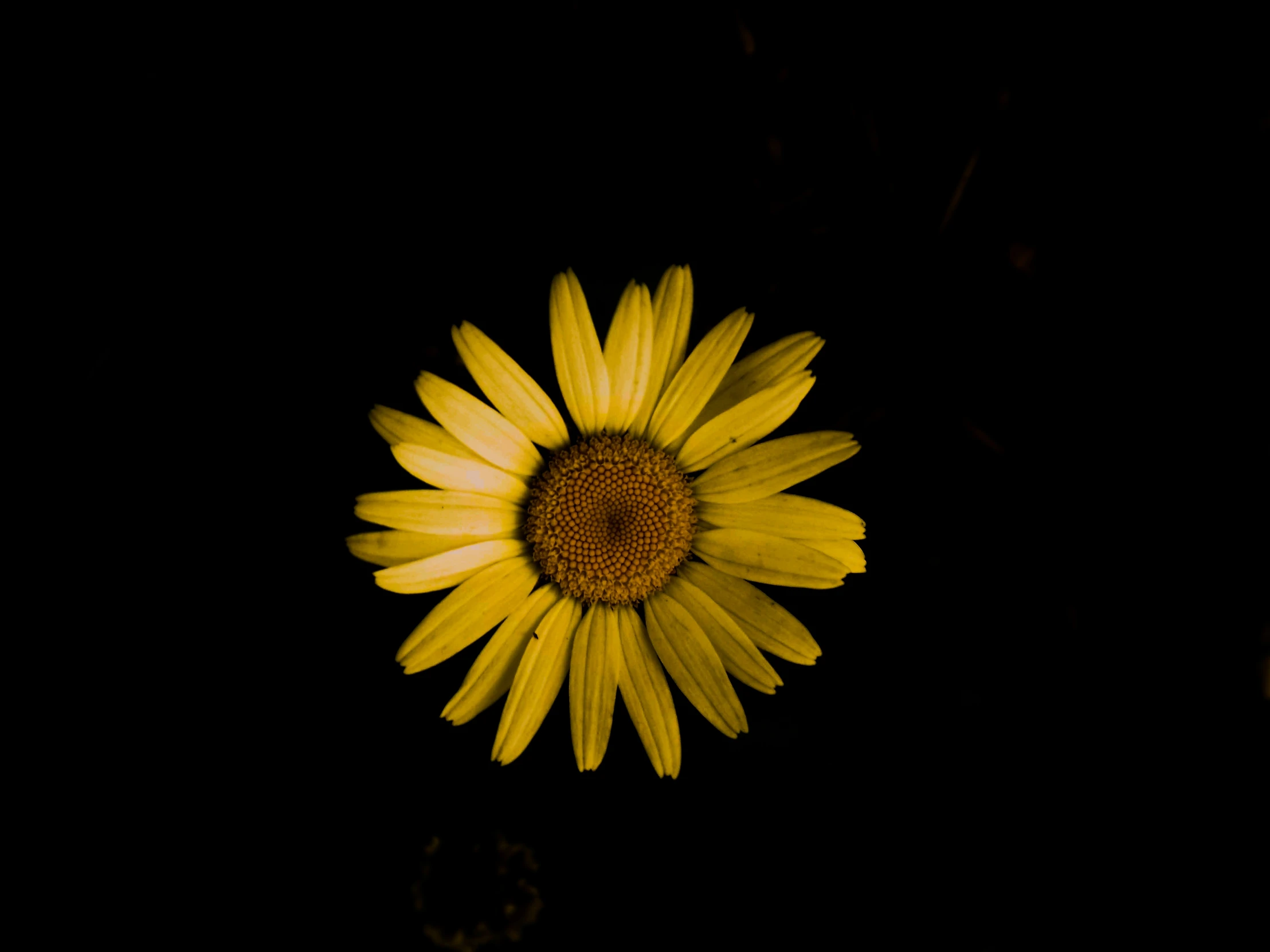 a sunflower is illuminated by the night sky