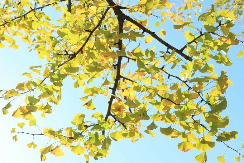 the leaves of a tree with a blue sky in background