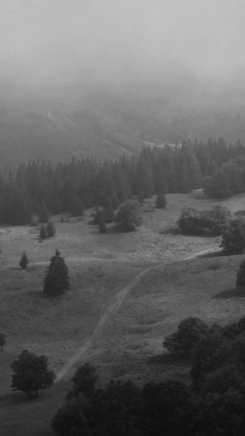 a foggy forest filled with trees and hills