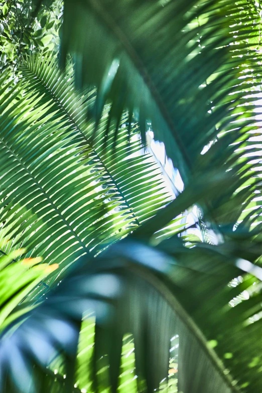 looking up at the leaves and nches of a palm tree