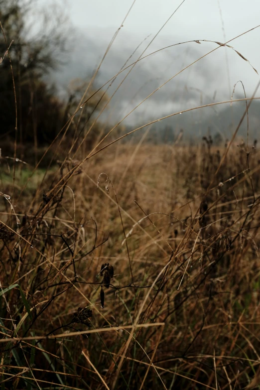 a field with some grass and bushes in the background