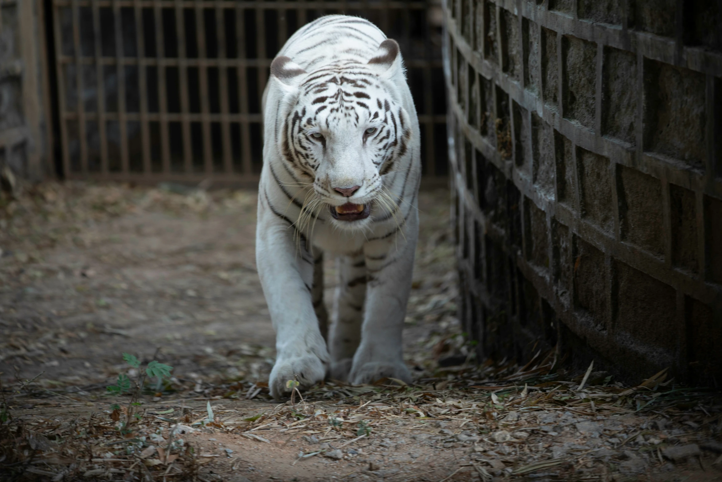 a white tiger walks through an enclosure