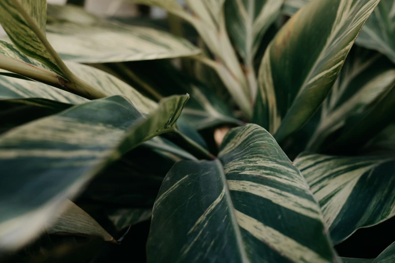 a green plant is surrounded by many leaves