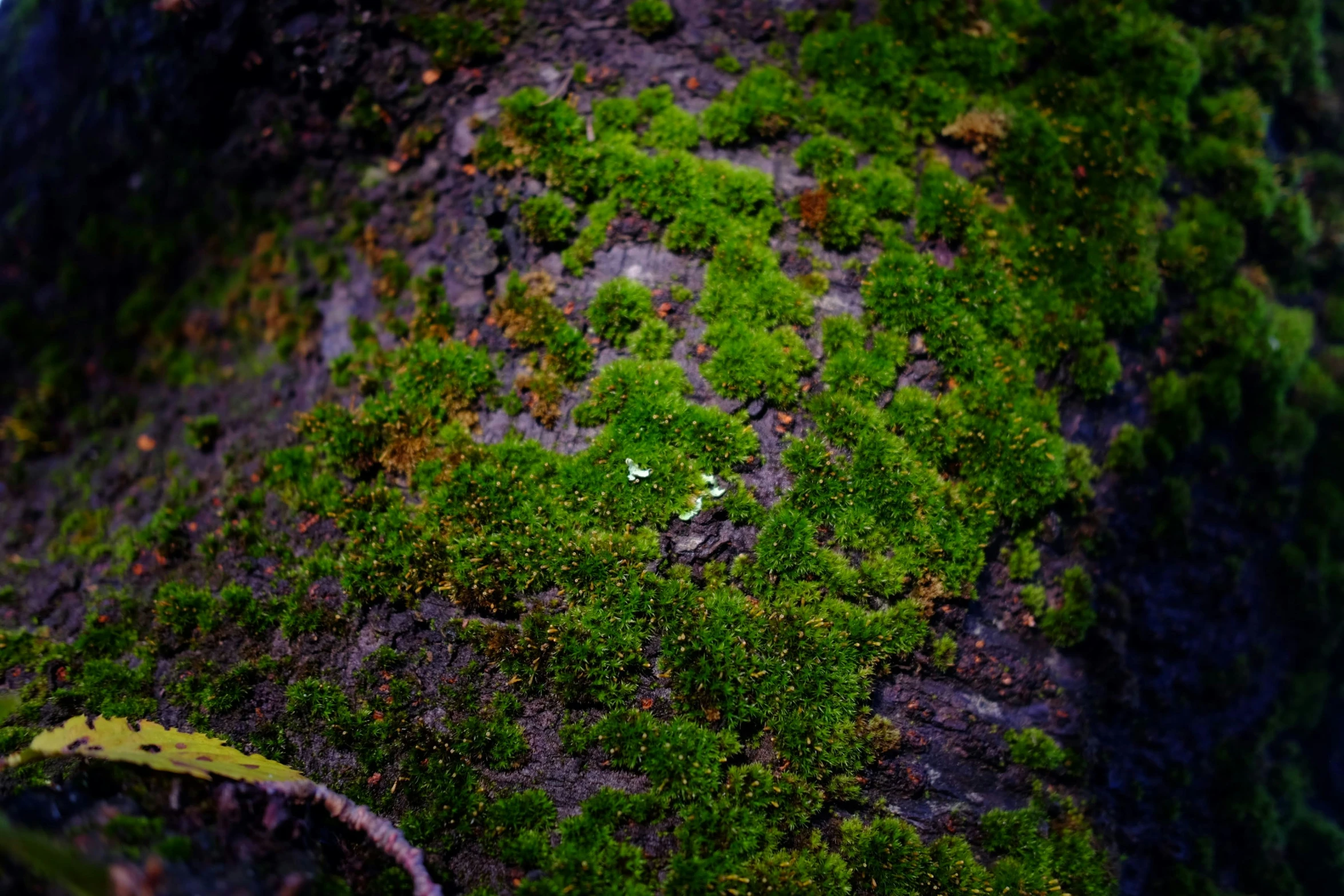 green moss growing on rocks covered in leaves