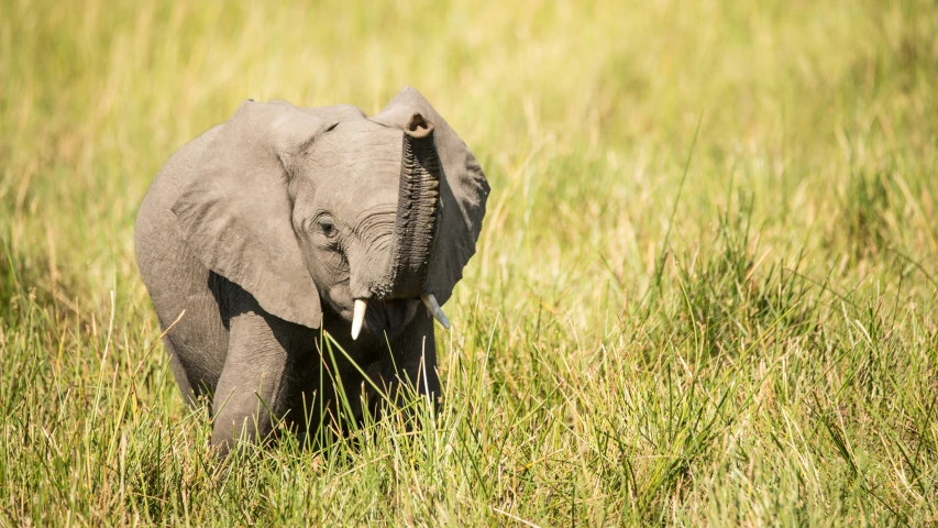a small elephant is standing in some long grass