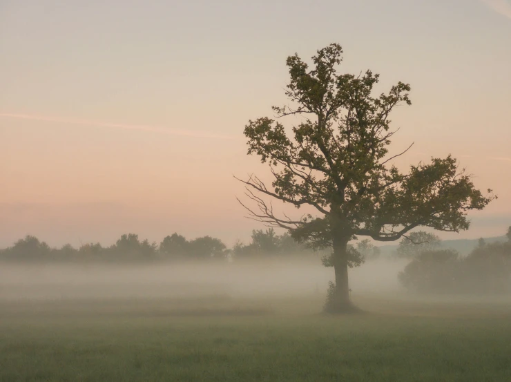 a lone tree with a foggy sky behind it