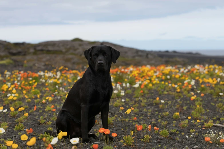 there is a black dog sitting in the grass