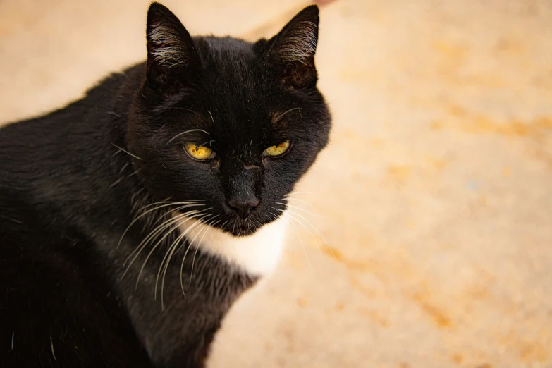 the black and white cat is sitting down