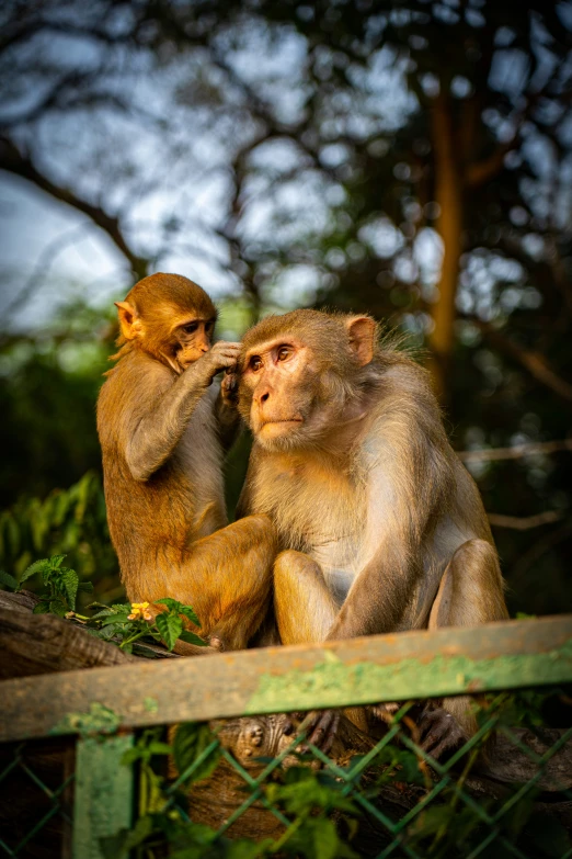 two monkey sitting next to each other on the ground