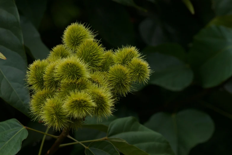 the tree has green leaves and buds on it