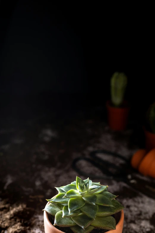 the small pot is holding the green plant