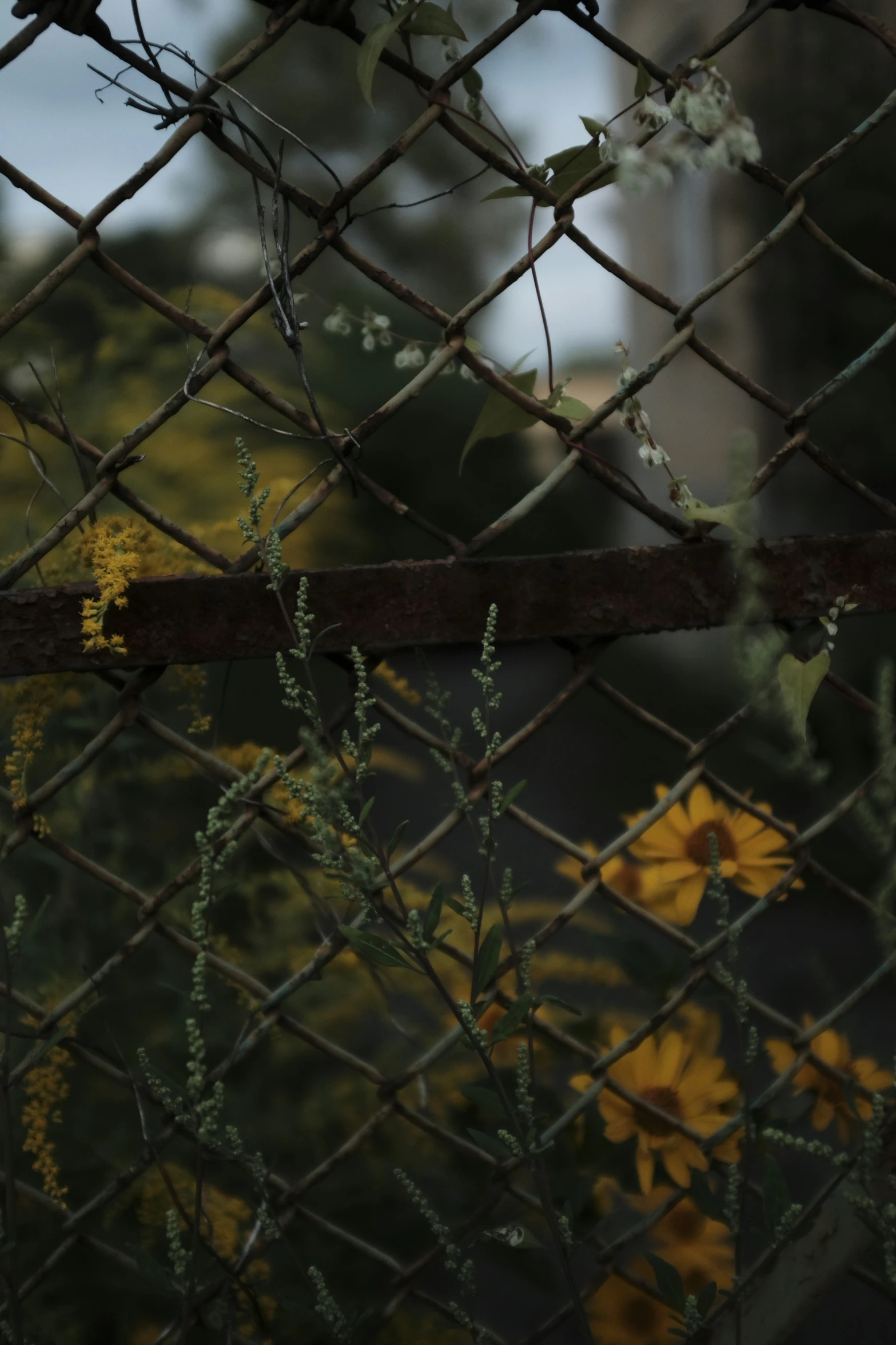 there is a yellow flower that has grown through the fence