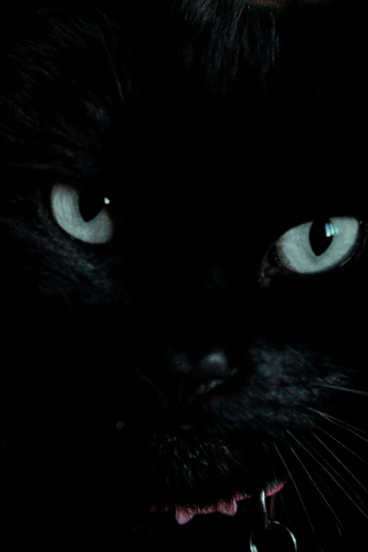 a black cat with green eyes looking directly at the camera