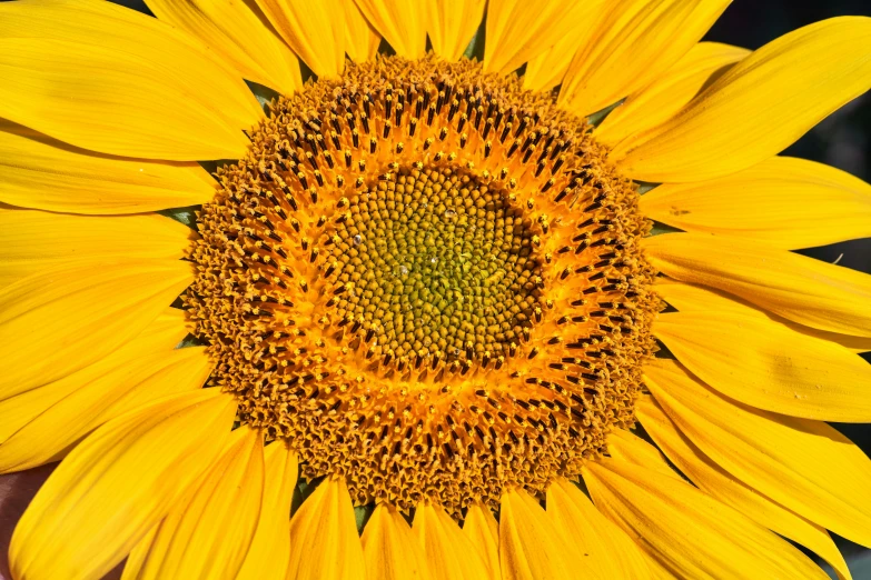 close up pograph of a big yellow sunflower