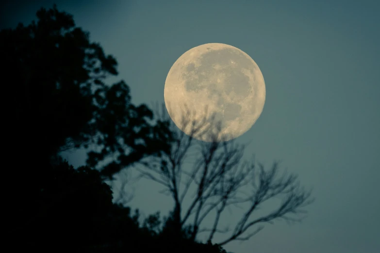 the full moon rises above a tree silhouetted by a cloudy sky
