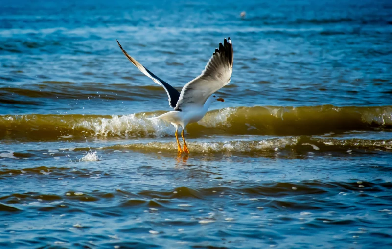 seagulls take off from an ocean wave and fly into the water