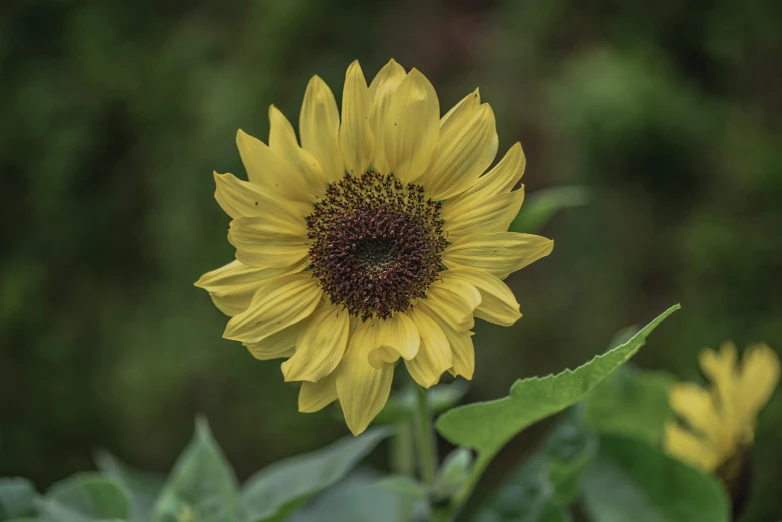 a big flower that is blooming in a field