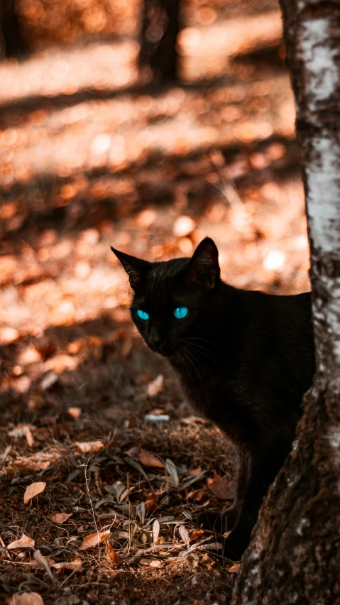 a black cat with blue eyes and an ear light