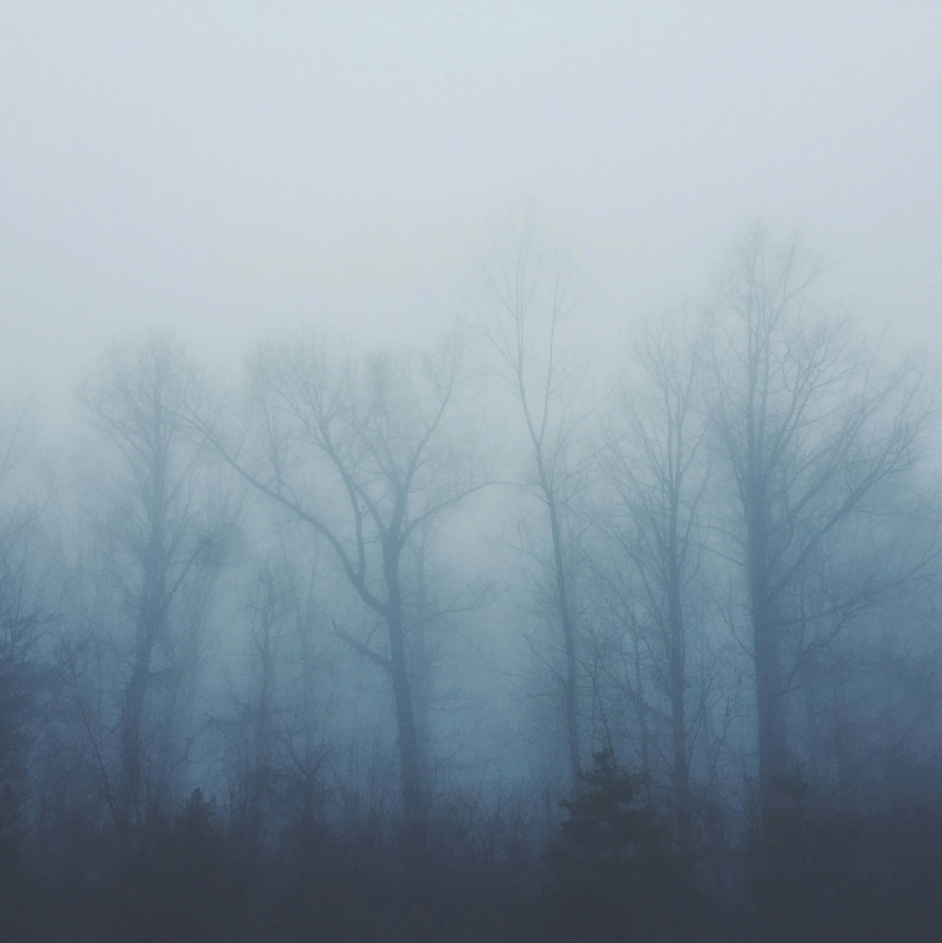 a foggy view of many trees in the forest