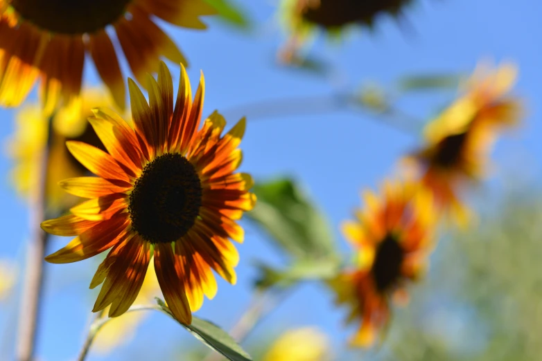 a large group of yellow sunflowers against a blue sky