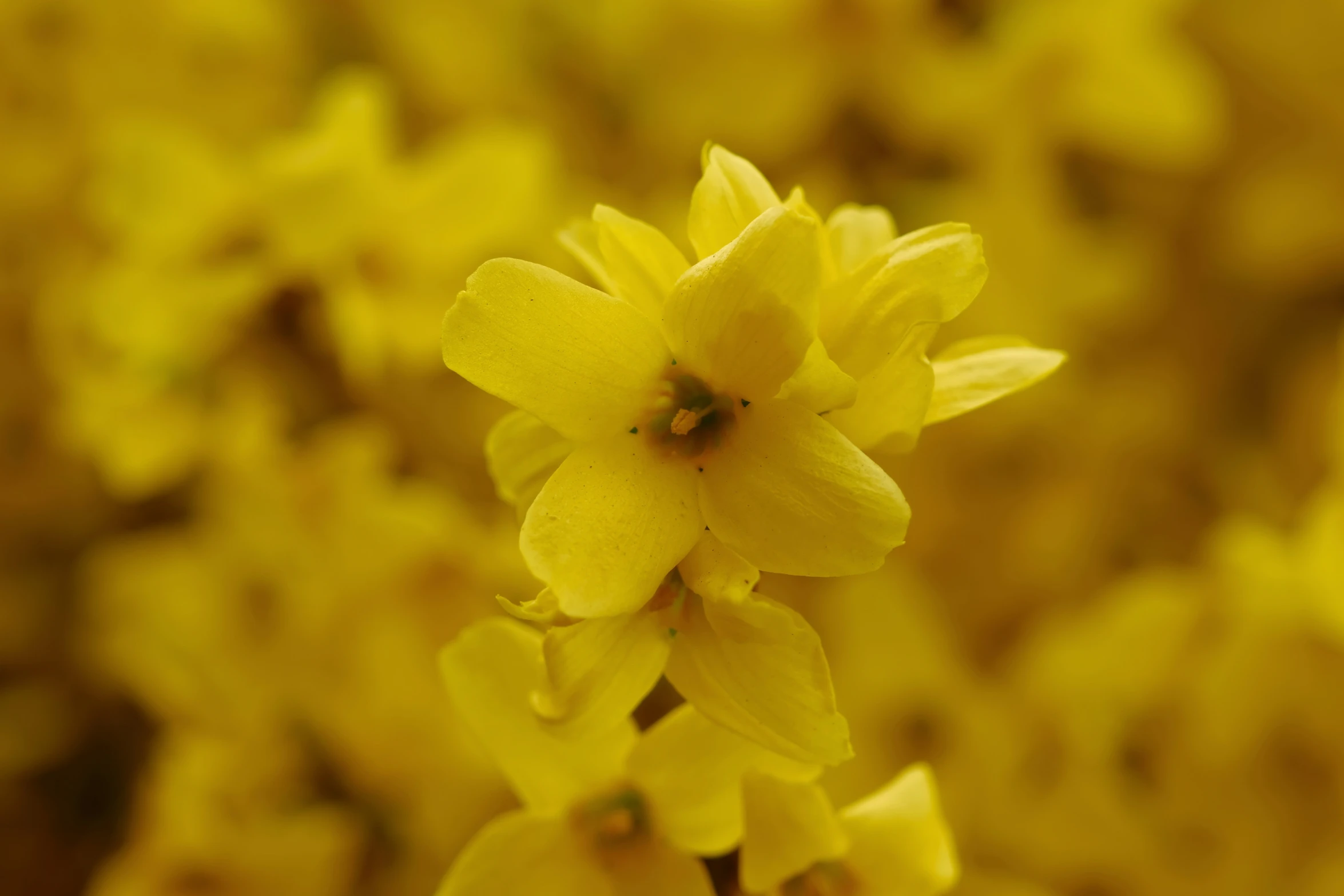 yellow flower with lots of white petals in the center