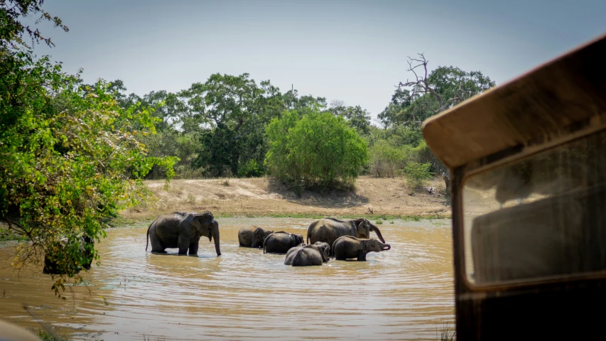 group of elephants in the water near bushes and trees