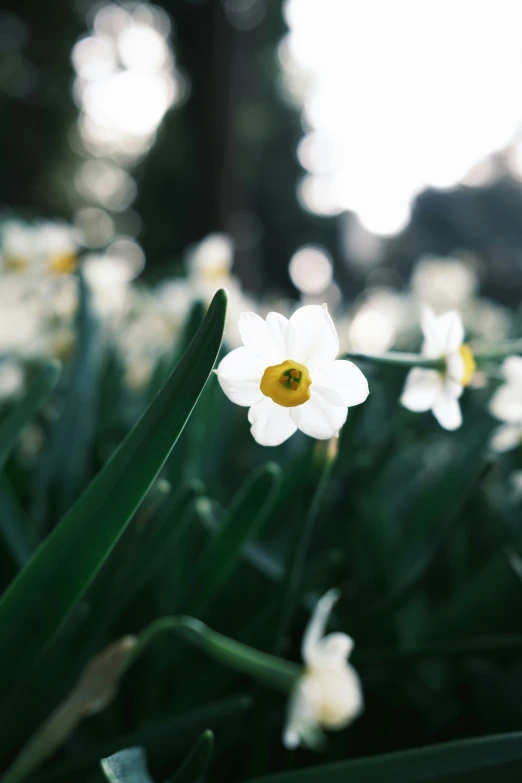 the white flower has bright yellow centre