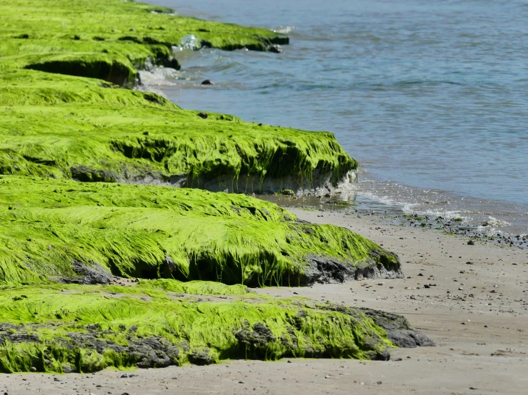 the long grass beds near the water are covered with seaweed