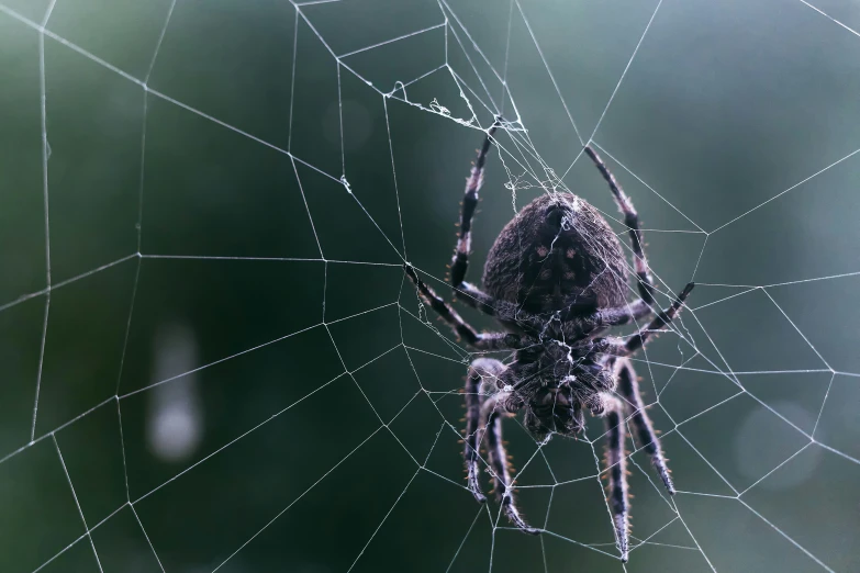 a spider sits on its web covered in dew