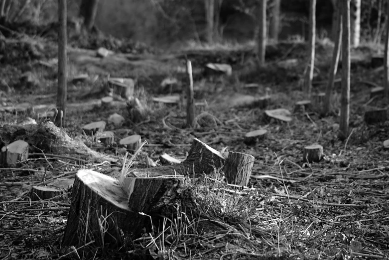 a group of wood stumps stand in the woods