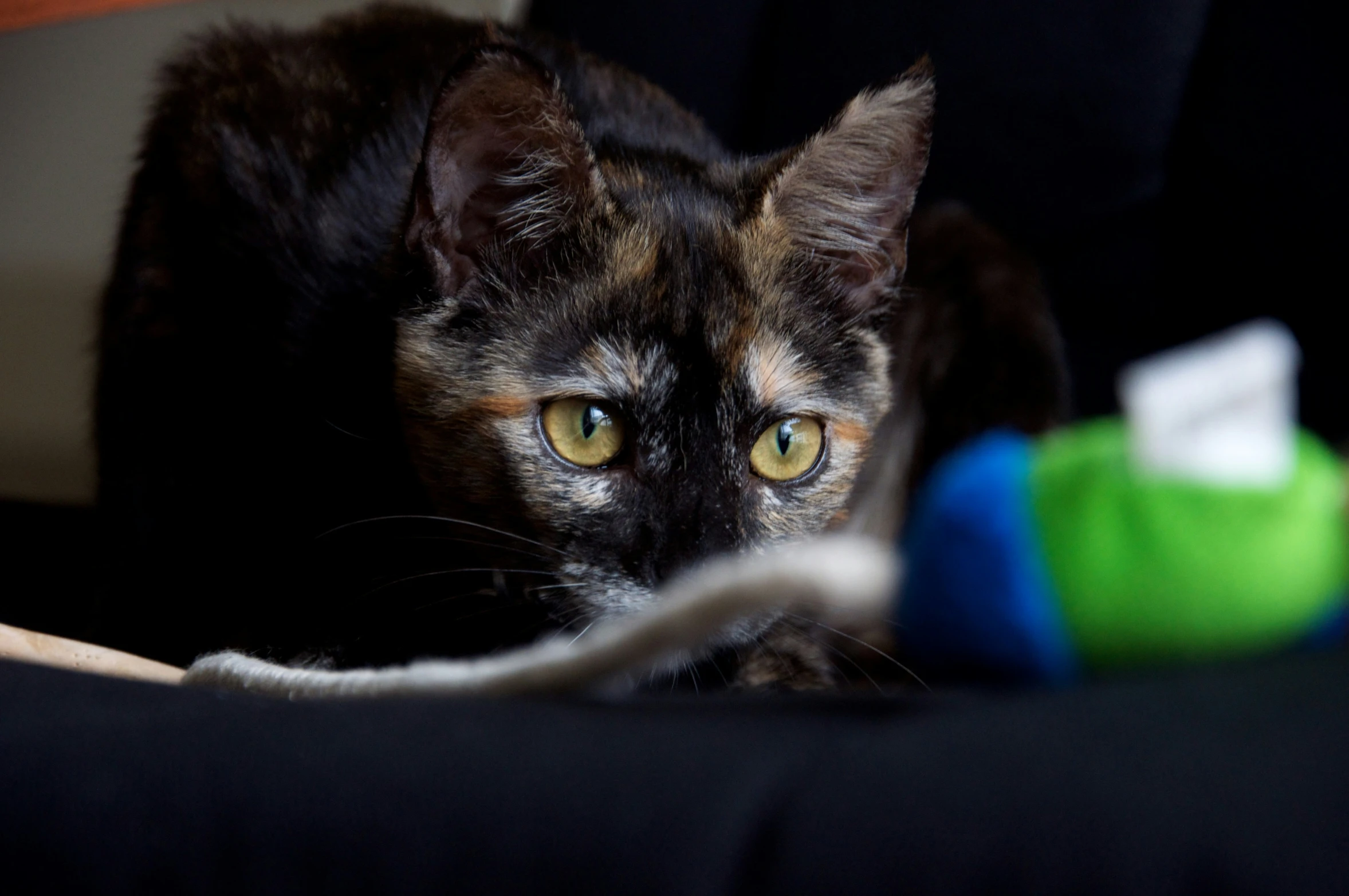 cat with yellow eyes staring straight into the camera