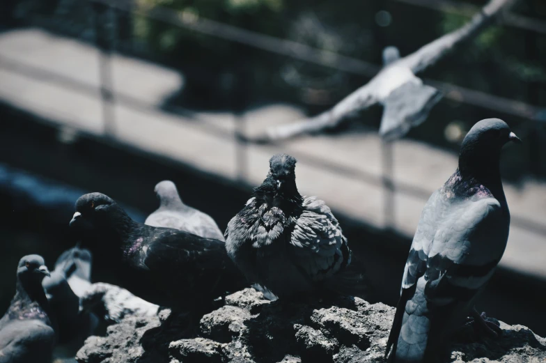 pigeons resting on rocks and with a body in the background
