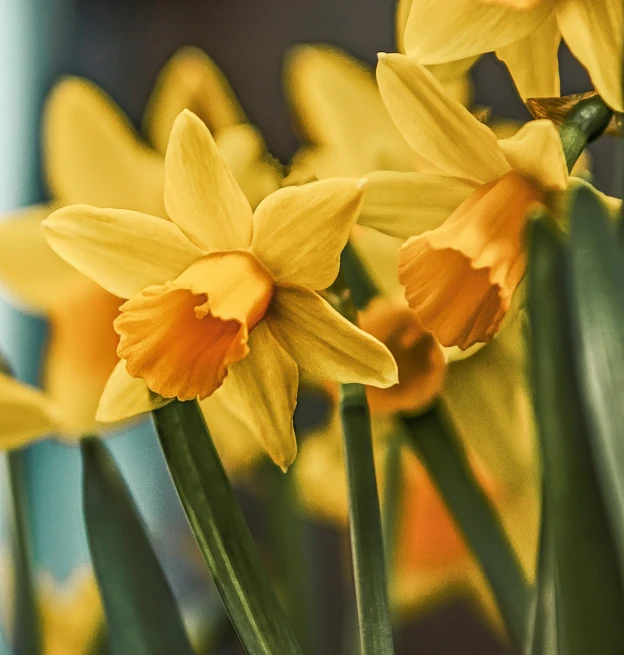 yellow and red flowers growing out of tall green stalks